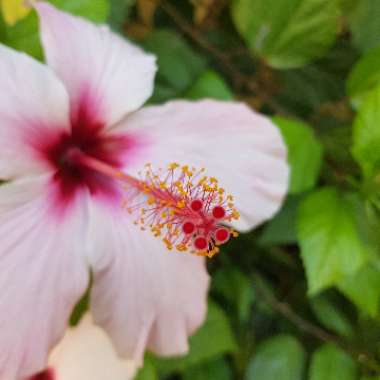 Tropical Hibiscus