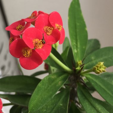 Crown Of Thorns 'Giant Red'