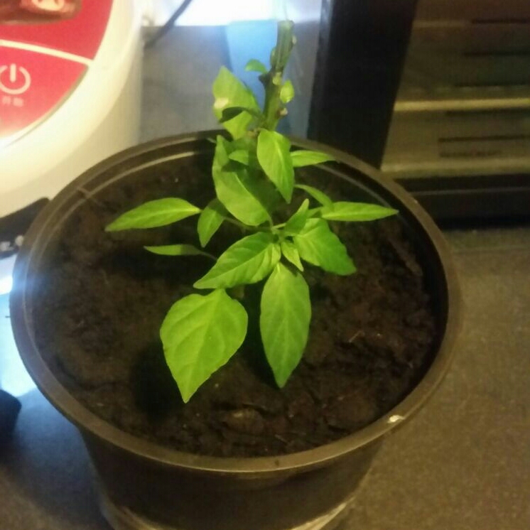 Plant image Capsicum Annuum 'Bhut Jolokia'