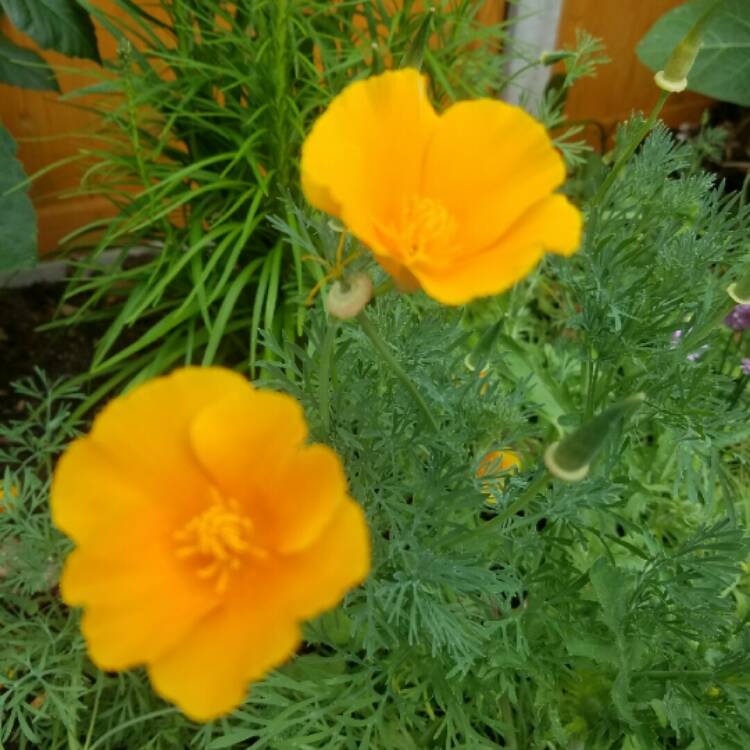 Plant image Eschscholzia californica 'Orange King'