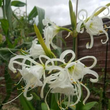 Peruvian Daffodil