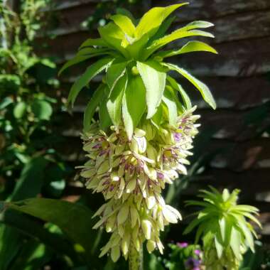 Pineapple Lily (Species) Montane Pineapple Lily