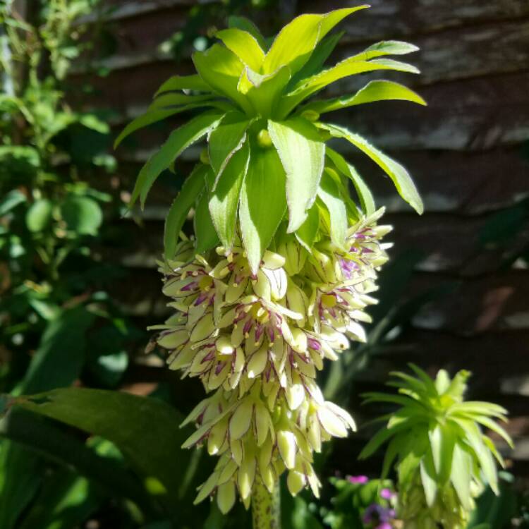 Plant image Eucomis montana