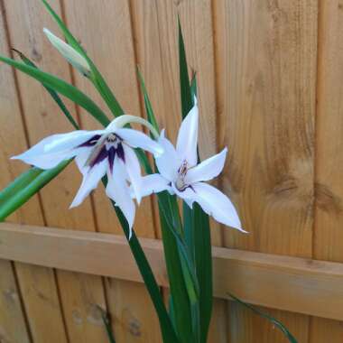 Gladioli (Species) Abyssinian Gladiolus