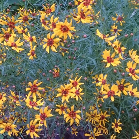 Plant image Coreopsis tinctoria 'Mardi Gras'