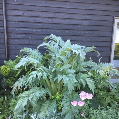 Globe Artichoke