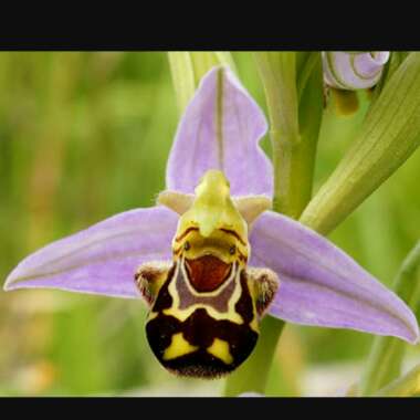 Monkey Orchid