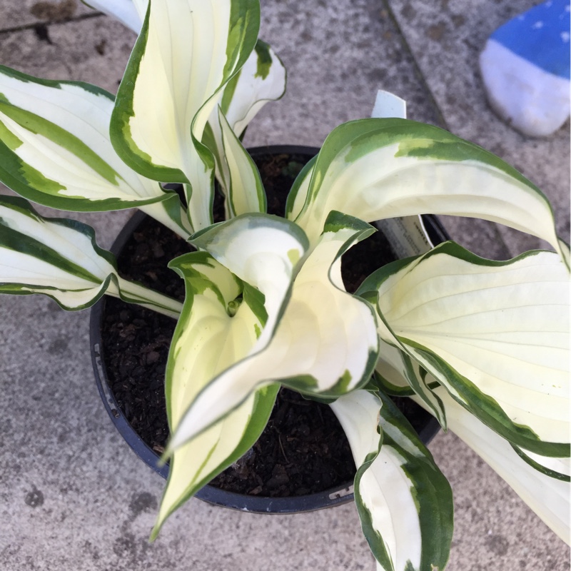 Plantain Lily 'Fire and Ice'