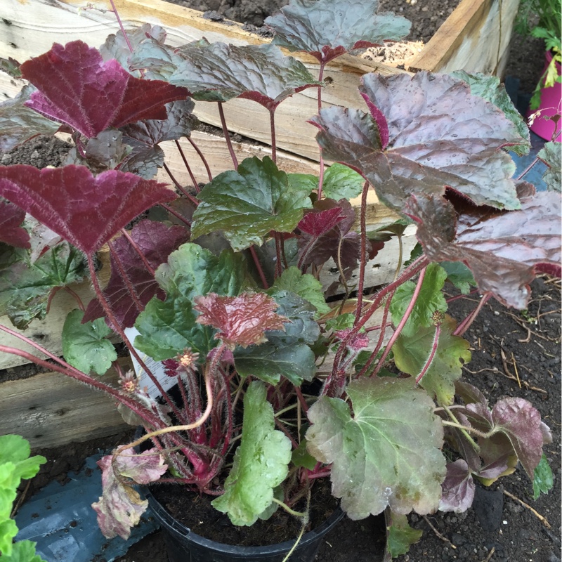 Alumroot 'Palace Purple'