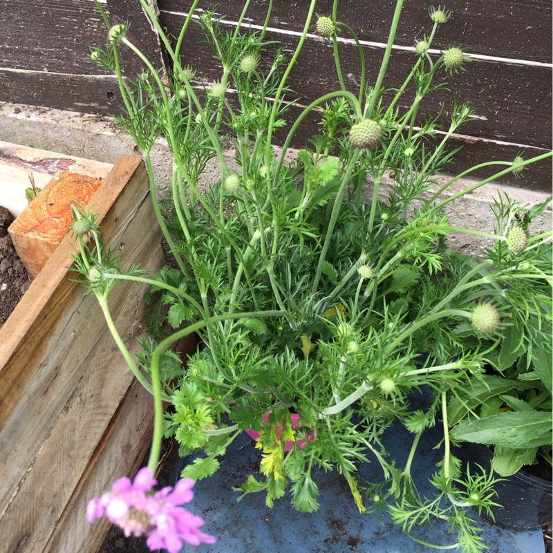 Scabious 'Kudo'