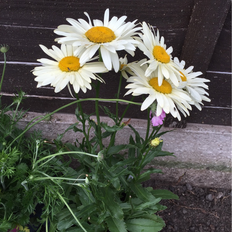 Shasta Daisy 'Broadway Lights'