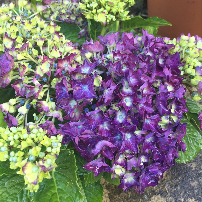 Hydrangea