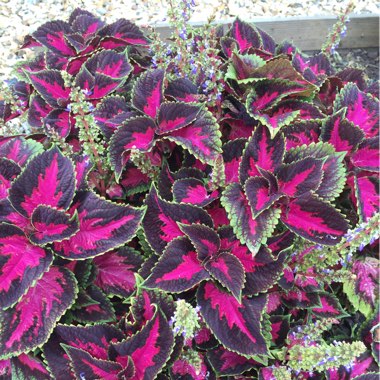 Coleus 'Chocolate Covered Cherry'