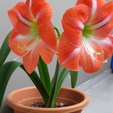 Hippeastrum (Amaryllis)