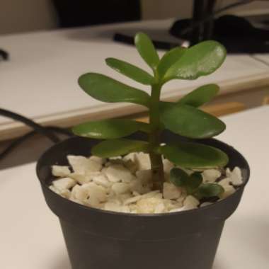 Dwarf Jade Plant