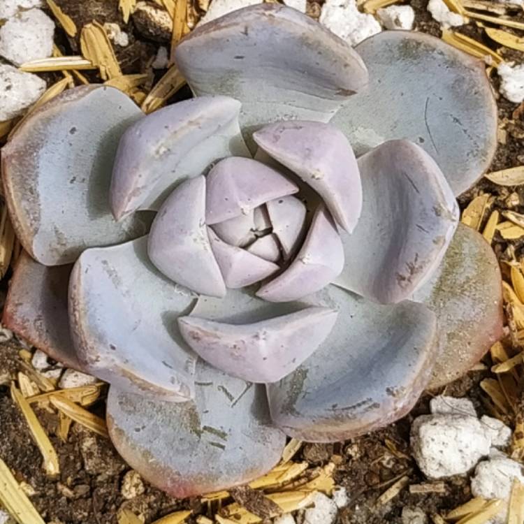 Plant image Echeveria Tynie Burger