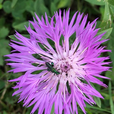 Centaurea Cyanus