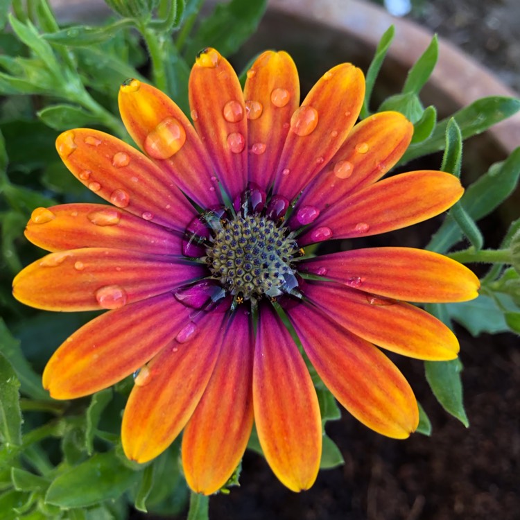 Plant image Osteospermum 'Elite Magenta Fire'