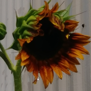 Plant image Helianthus annuus 'Solar Eclipse'