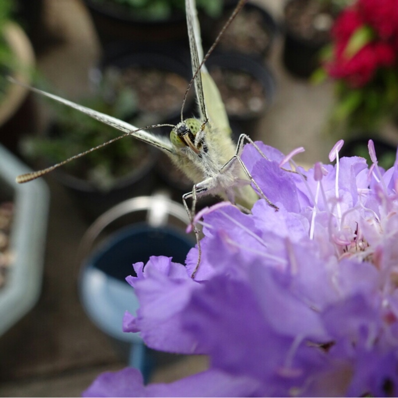 Plant image Knautia arvensis