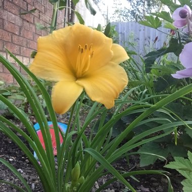 Daylily 'Burning Daylight'