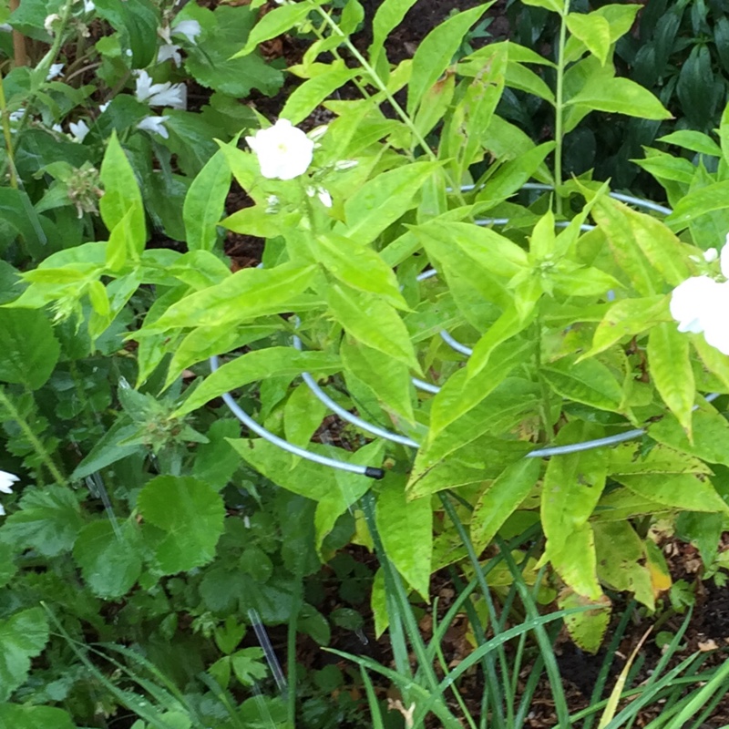 Jeanette's garden