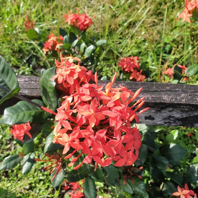 Plant image Ixora 'Coral Fire'