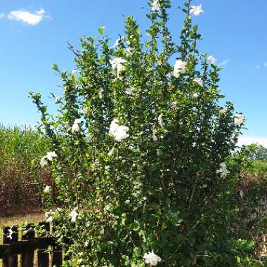 Hibiscus rosa-sinensis 'Bridal Veil'