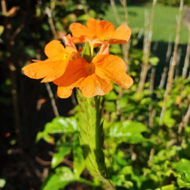 Crossandra infundibuliformis