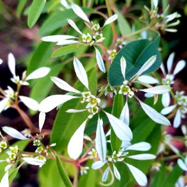 Euphorbia 'Star Dust White Flash'