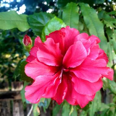 Hibiscus rosa-sinensis 'Sabrina'