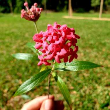 Asclepias incarnata 'Cinderella'