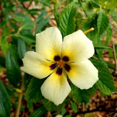 Turnera ulmifolia