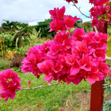 Bougainvillea