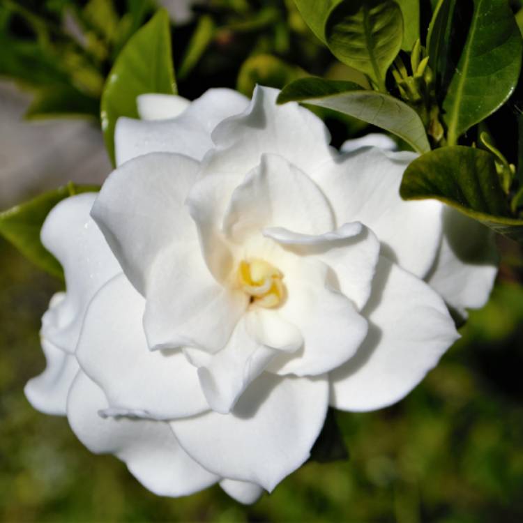 Plant image Gardenia augusta 'Florida'