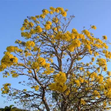 Tabebuia chrysantha