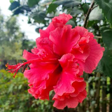 Hibiscus rosa-sinensis 'Sabrina'