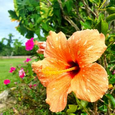 Hibiscus rosa-sinensis