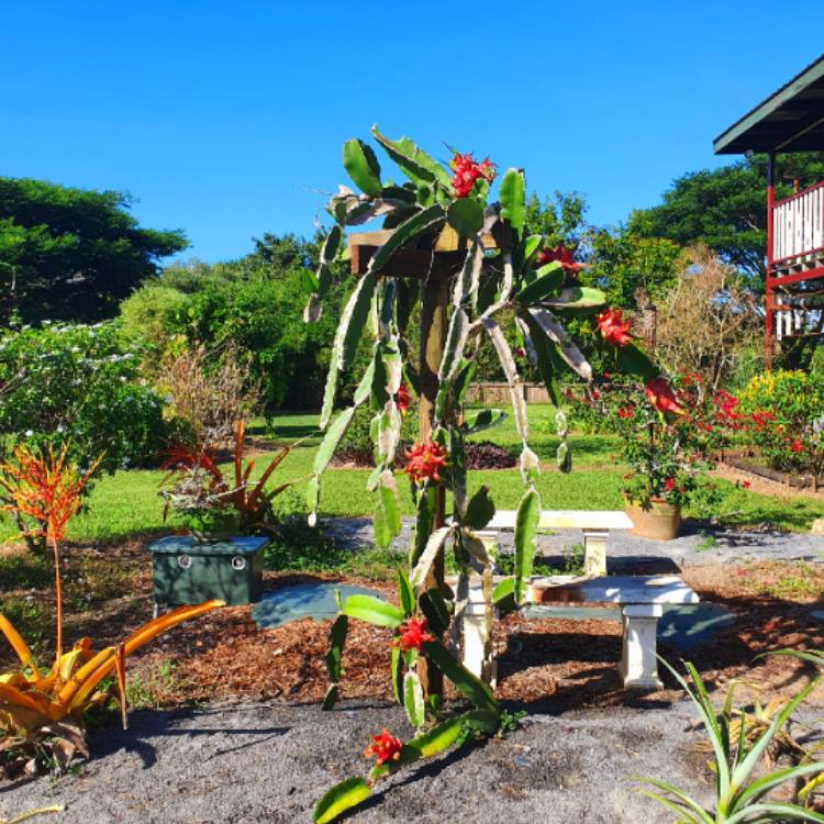 Plant image Hylocereus polyrhizus