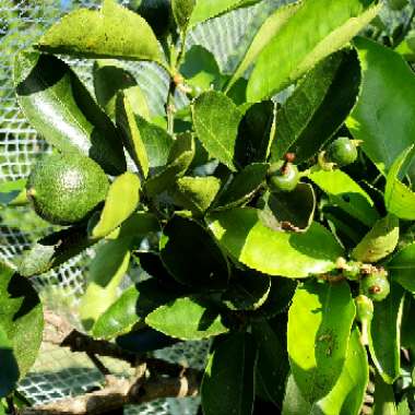 Citrus sinensis 'Glen'