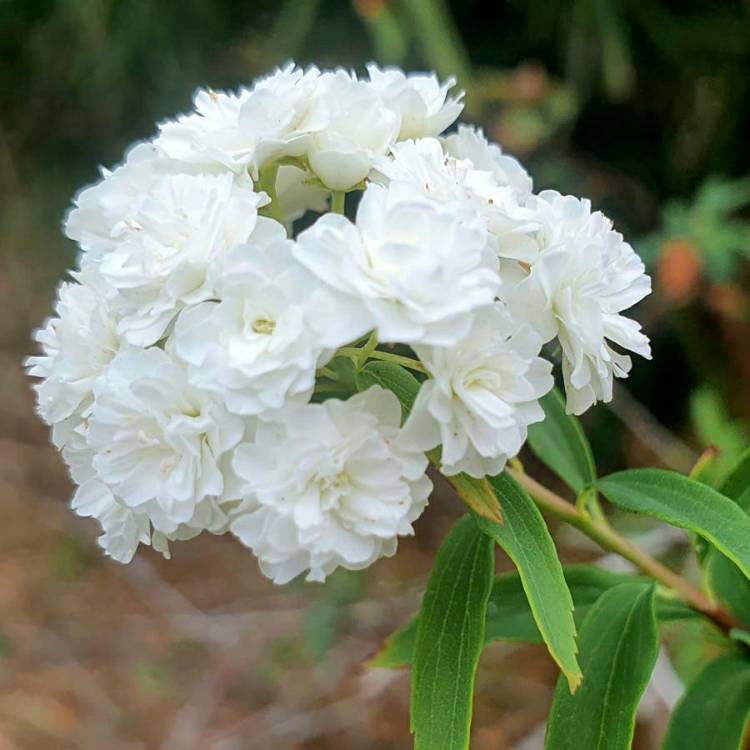 Plant image Spiraea cantoniensis 'Lanceolata'