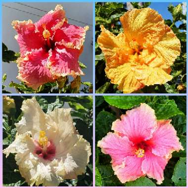 Hibiscus rosa-sinensis