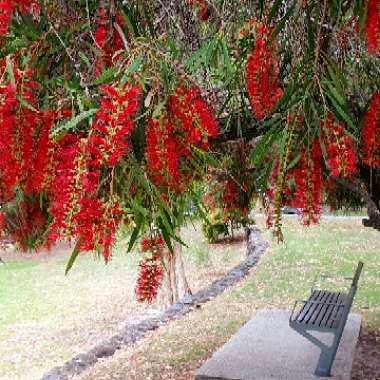 Callistemon