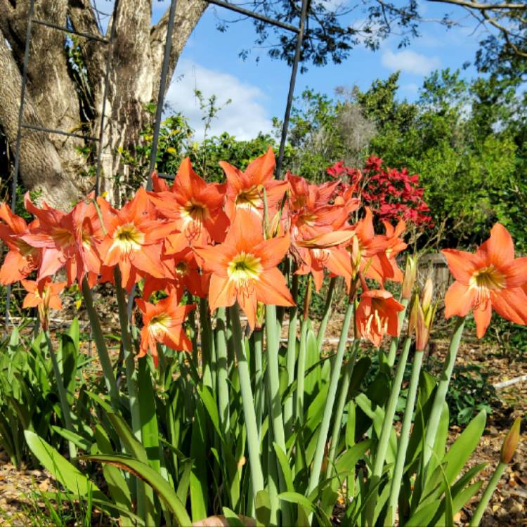 Plant image Hippeastrum puniceum