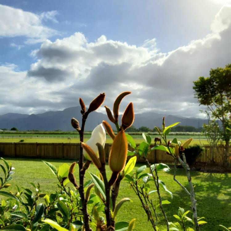 Plant image Michelia figo syn. Magnolia figo