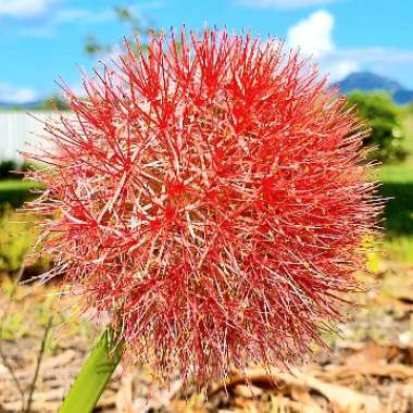 Scadoxus