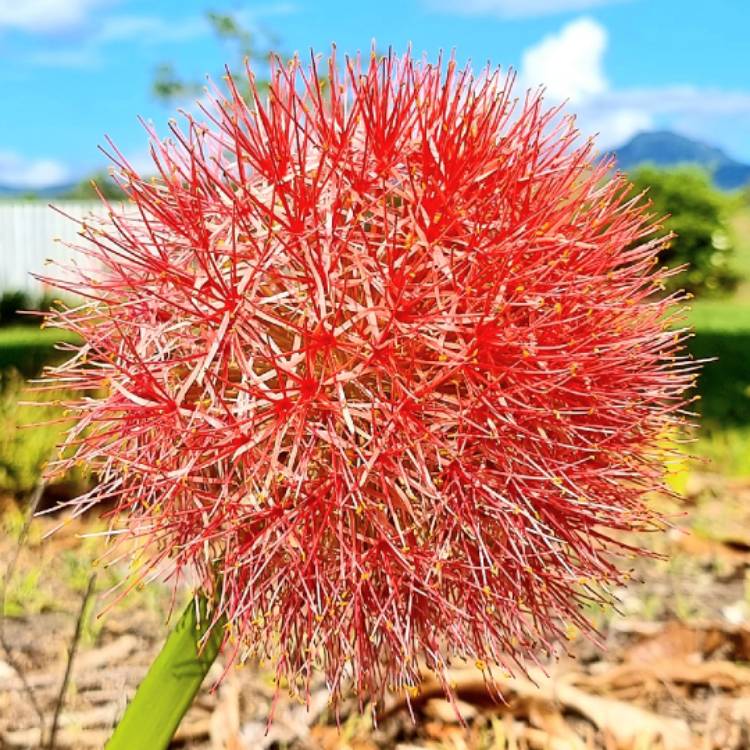 Plant image Scadoxus