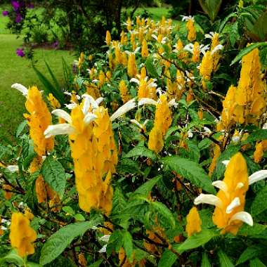 Pachystachys lutea