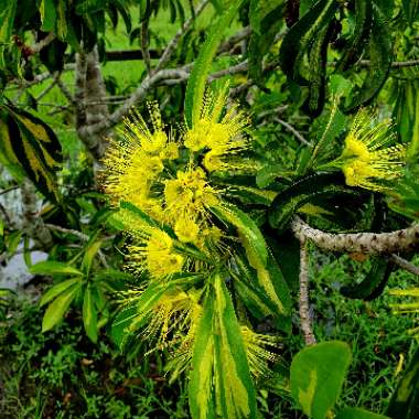 Xanthostemon chrysanthus