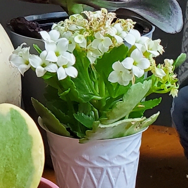 Plant image Kalanchoe blossfeldiana 'Tenorio'